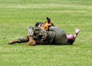 Camp Butler k9 training