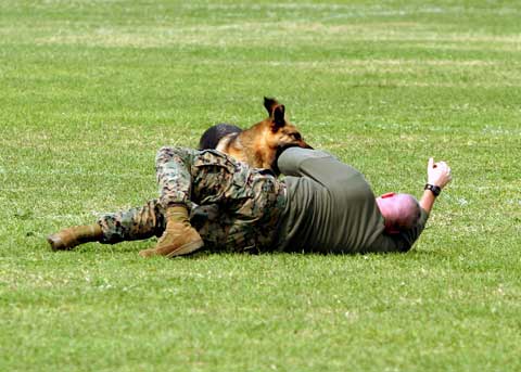 Camp Butler k9 Camp Butler k9 training